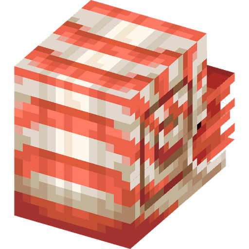 Nautilus illustration